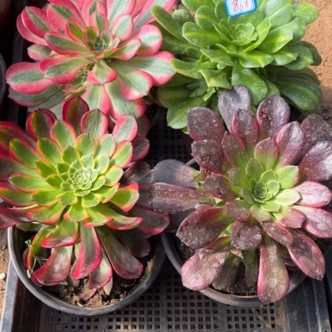 868多肉植物组合