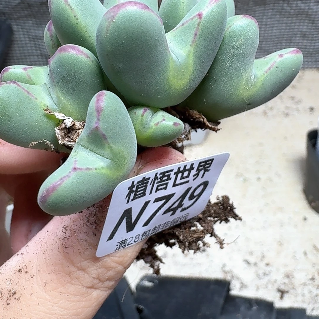 多肉植物的润泽付出fv