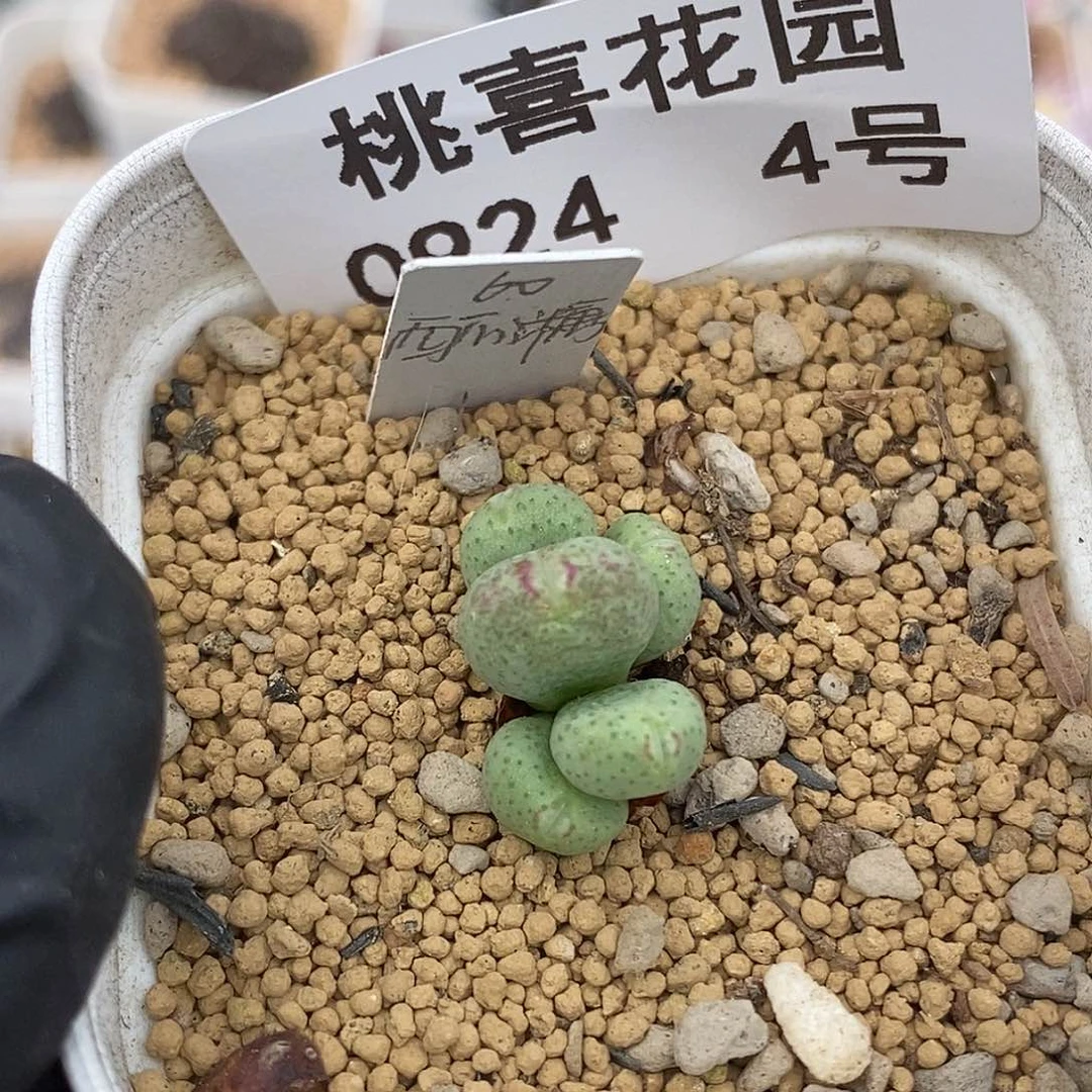 0924-4-西瓜糖。