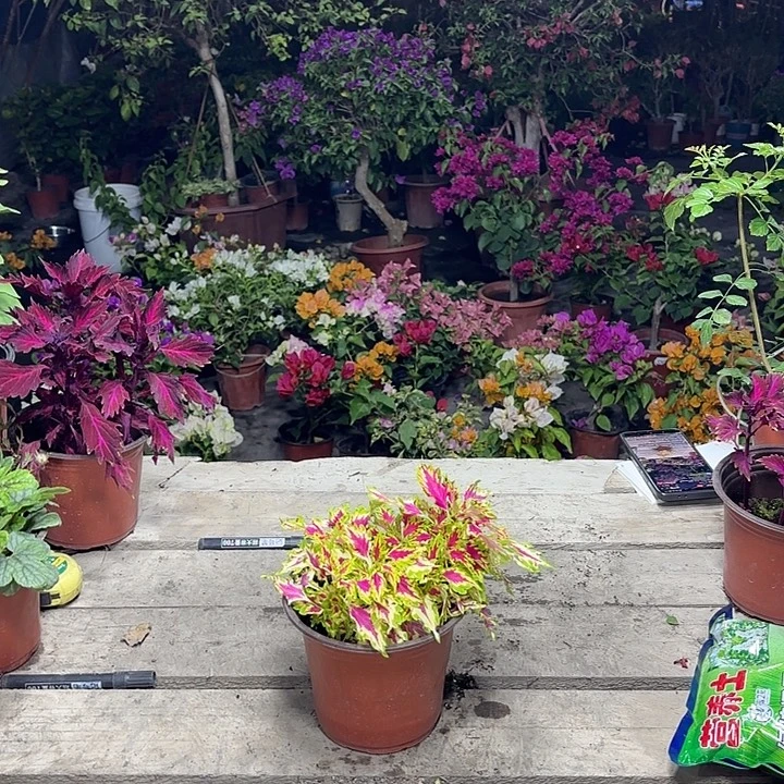 提***苏新疆包邮彩叶草一单