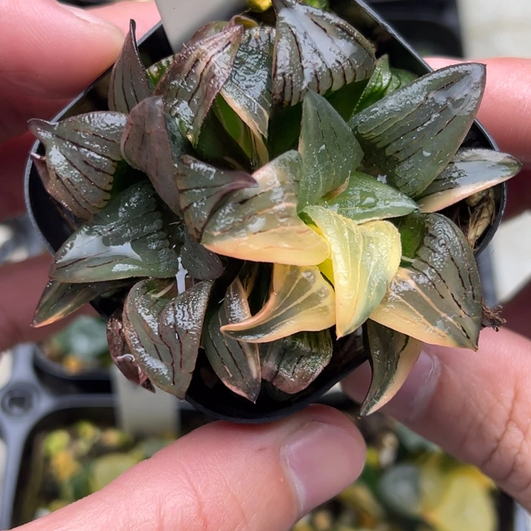 90红纹寿锦。。。。。。