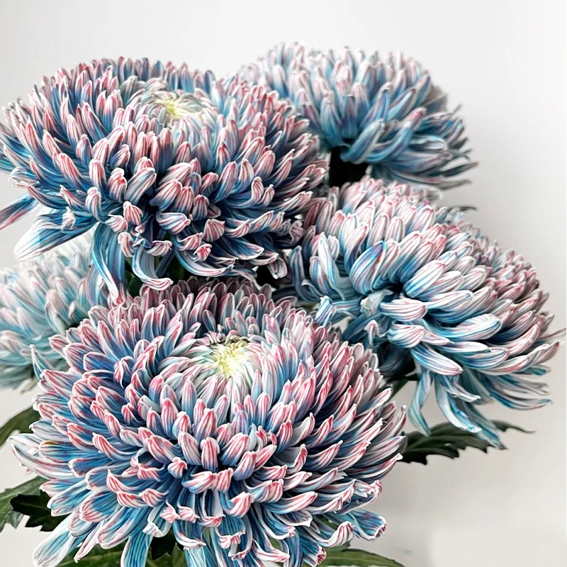 牡丹菊鲜花云南基地直发青花瓷鲜切花室内水培插花牡丹花超长花期