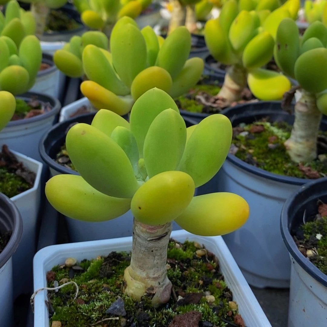 448 金蟾芒果奶7厘米