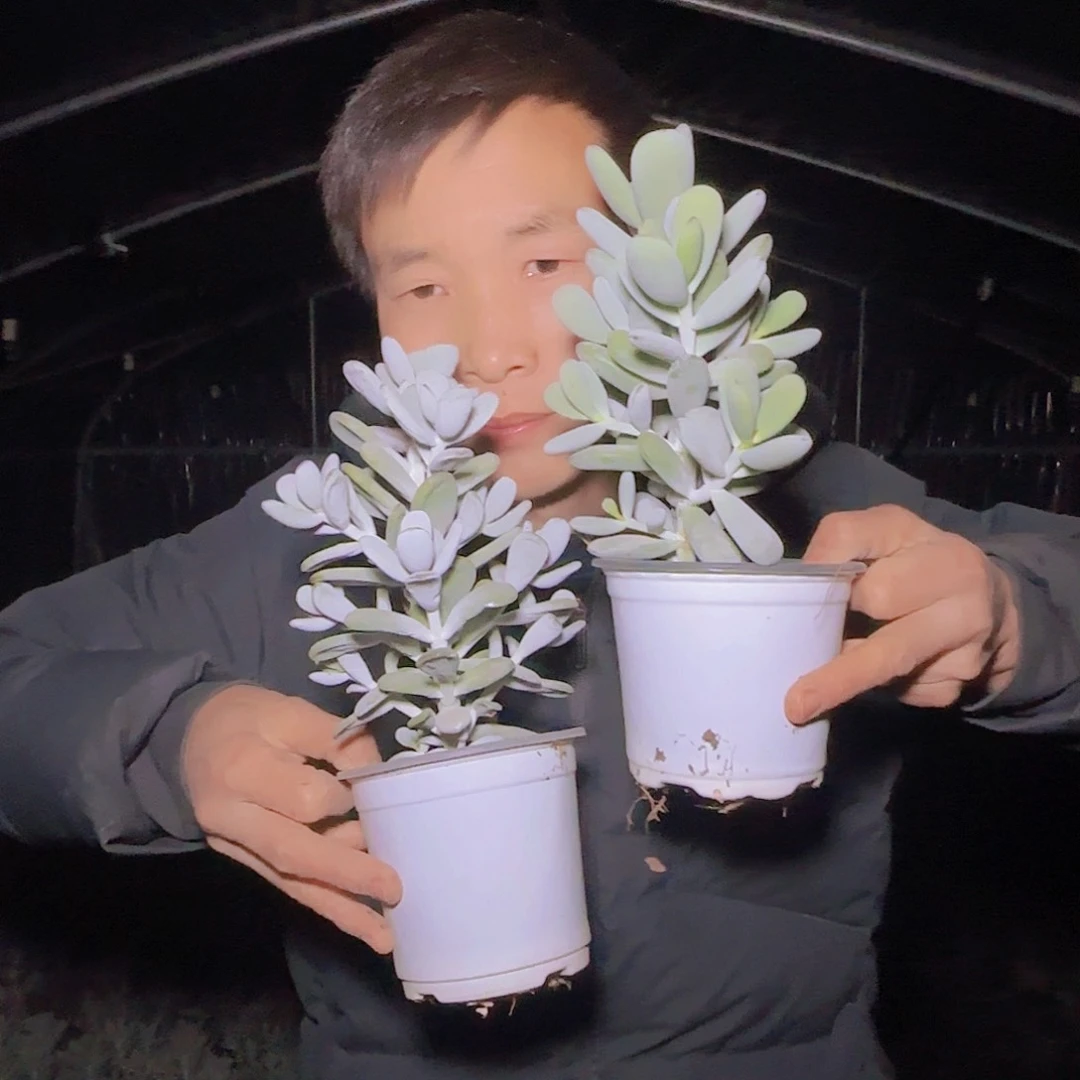 盆栽福娘多肉2颗