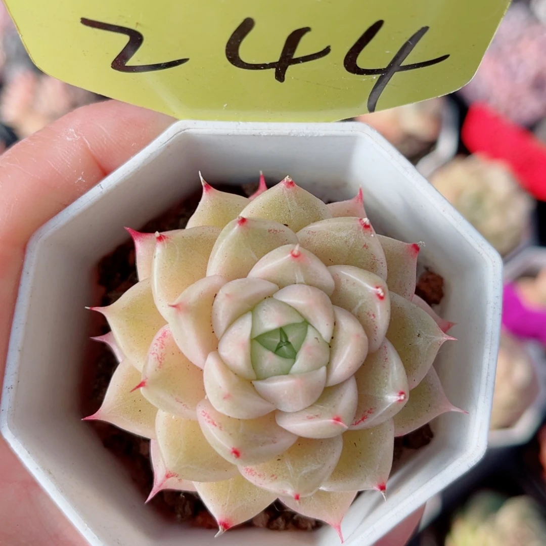 244号珍妮麦秆单头