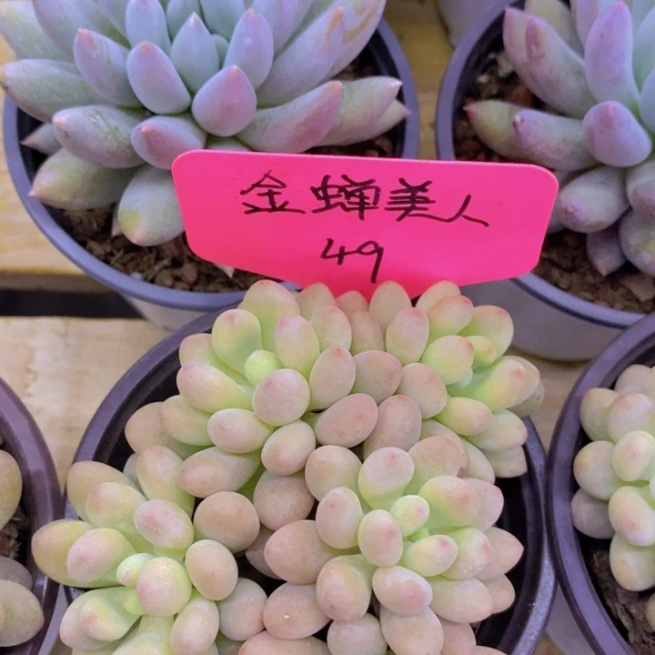 开心多肉，破1.5粉丝专场