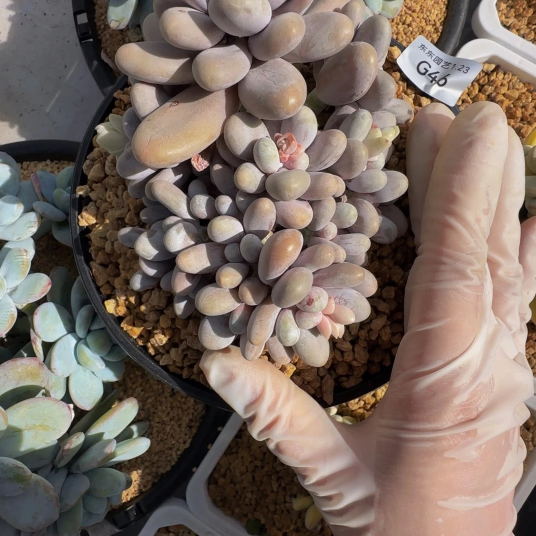 沉****6g g g g g g g g g 46