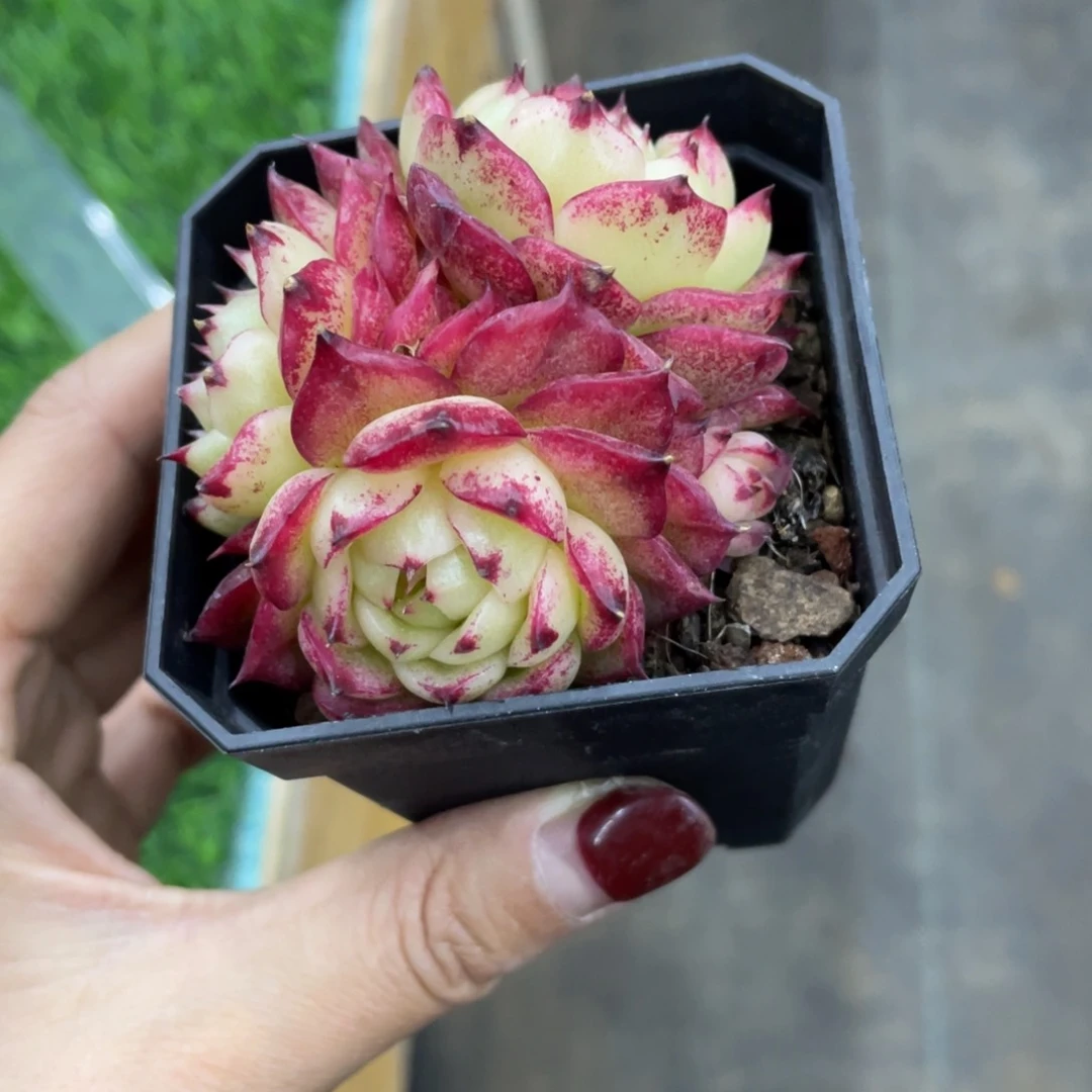 枫菲冠幅7 公分一物一拍