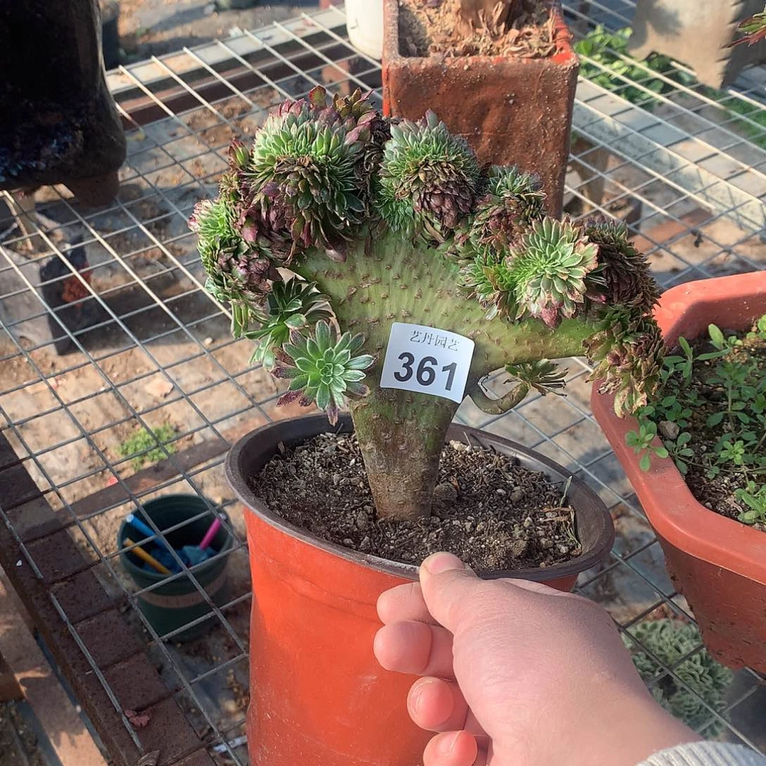 361金丝楠木缀化