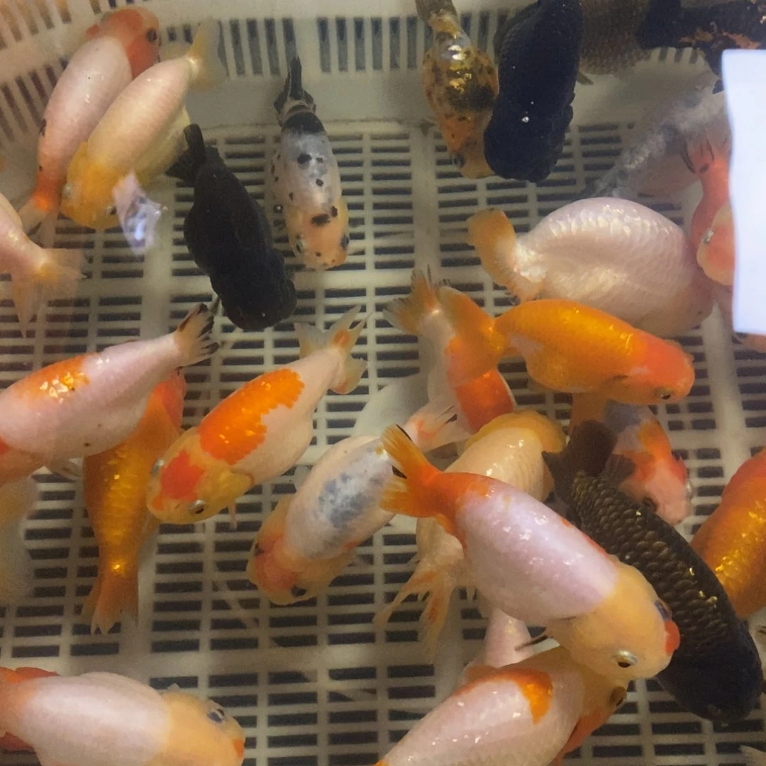 金鱼任选三只包邮