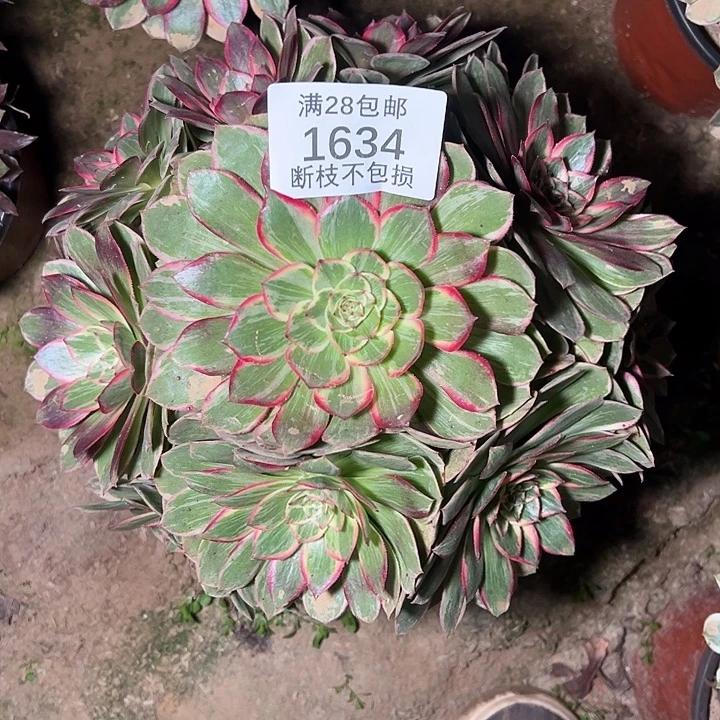李***兰1634莲花座多肉植物