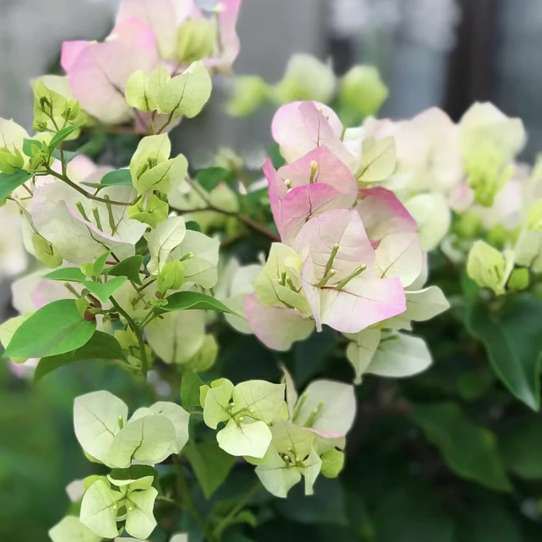 三角梅一物一拍四季开花勤花好养基地直发