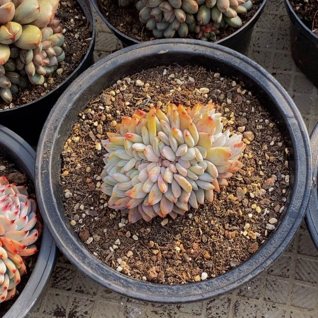 薇****648包邮一物一拍多肉植物