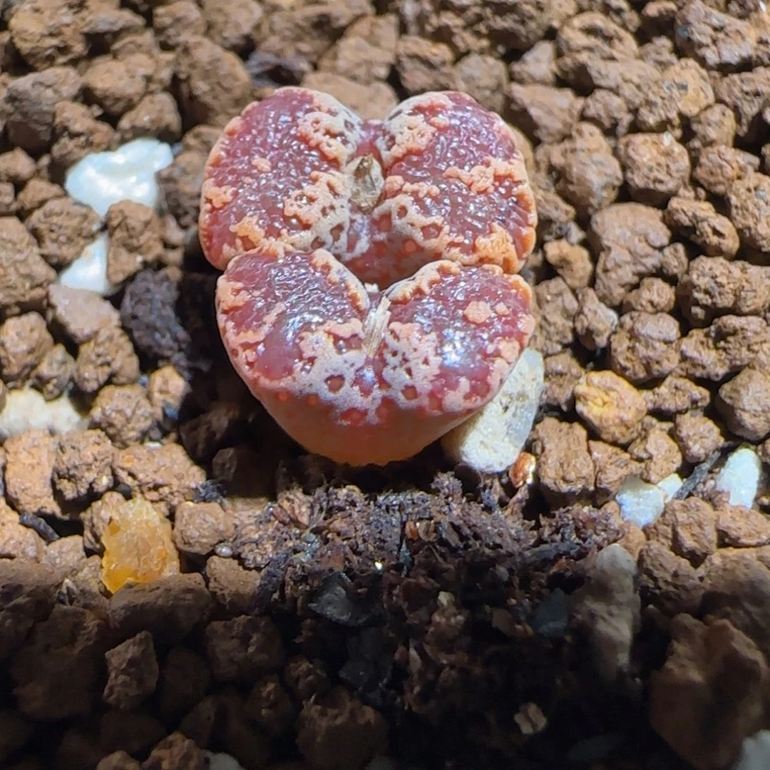 肉锥多肉植物百科-3km勋章400