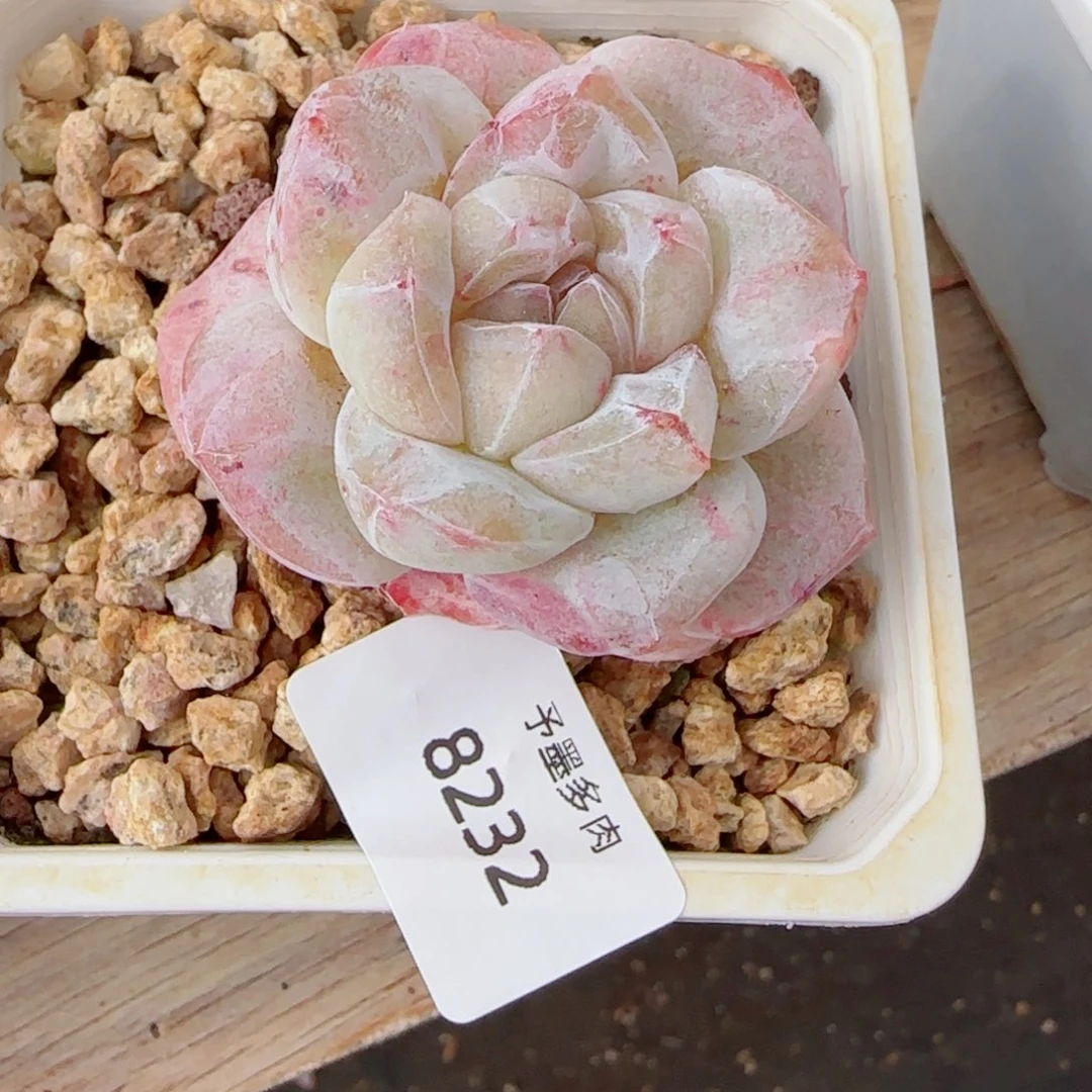 白底冰玉石化，8232多肉植物