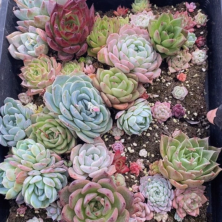 97 多肉植物盆栽花卉