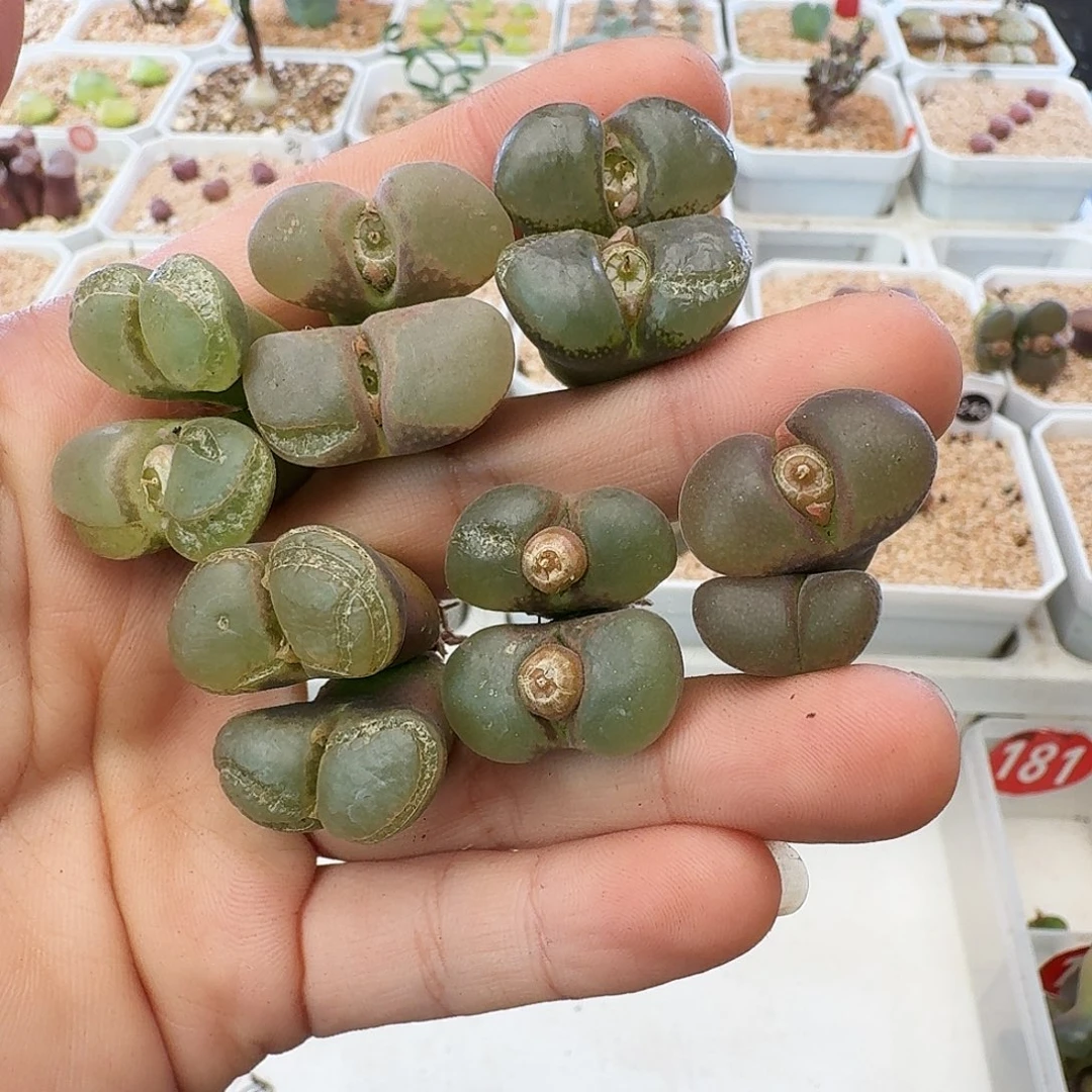 瑕疵风铃介意慎拍202