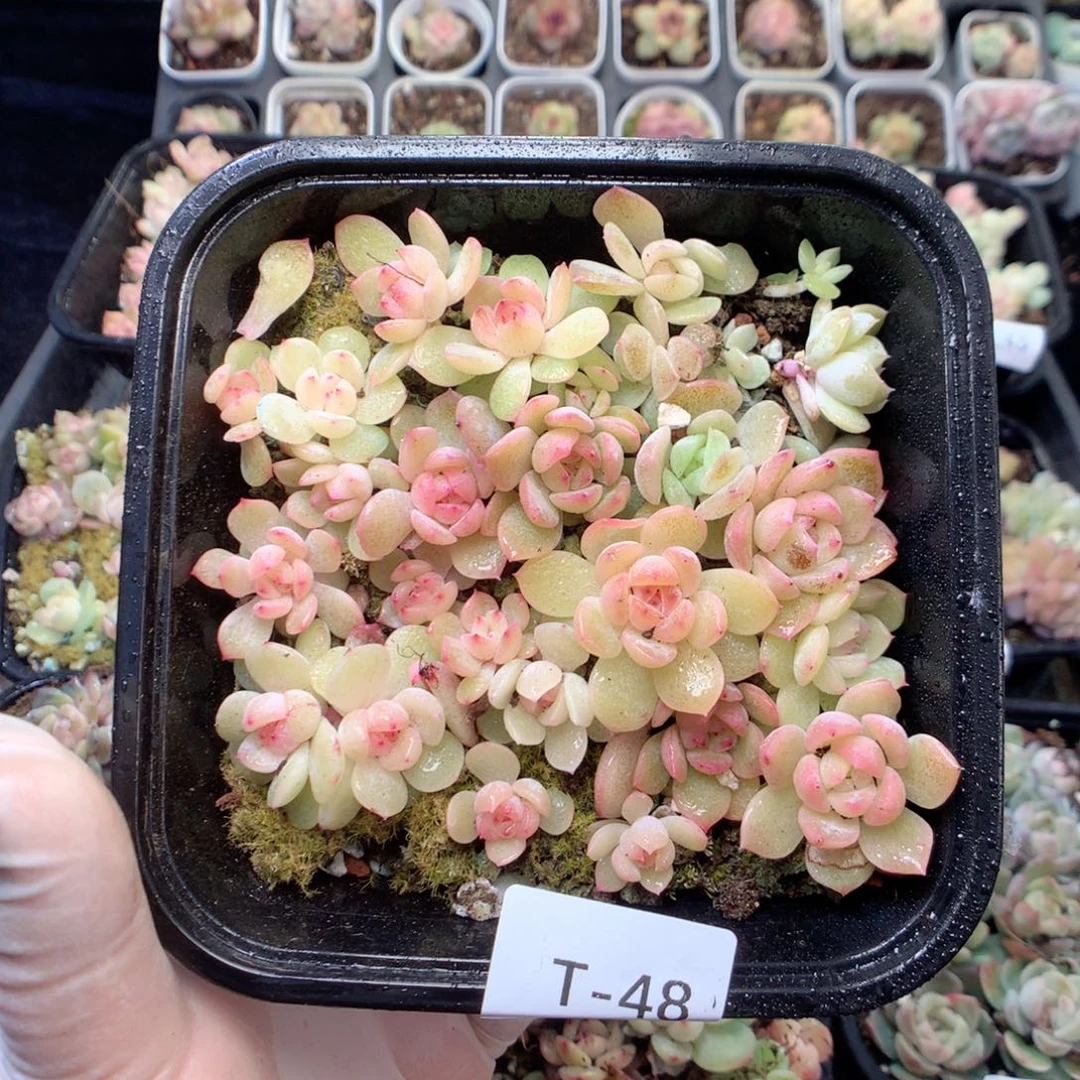 无花朵T48英语英语