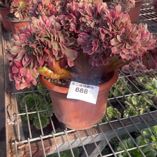 688，粉女郎缀包邮