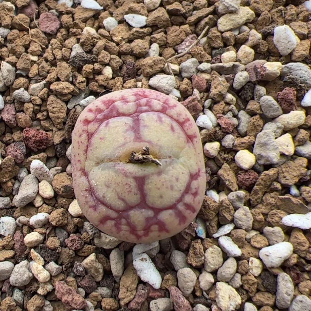 甜**?0189号毛杂 多肉植物