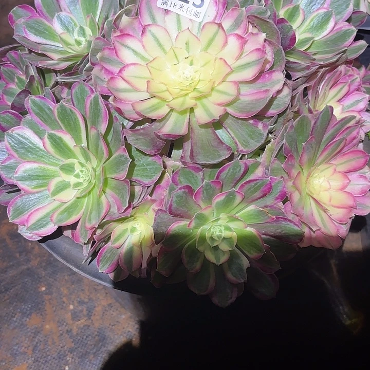 023孔雀翎捧花掌心多肉法师锦