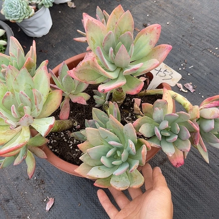 两单包邮，一物一拍芒果美人53