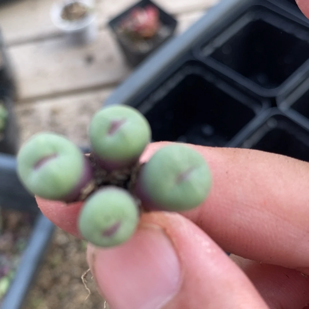 1480一颗一颗一颗