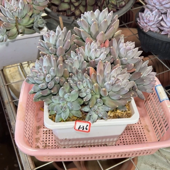 懒***2精品多肉植物老桩