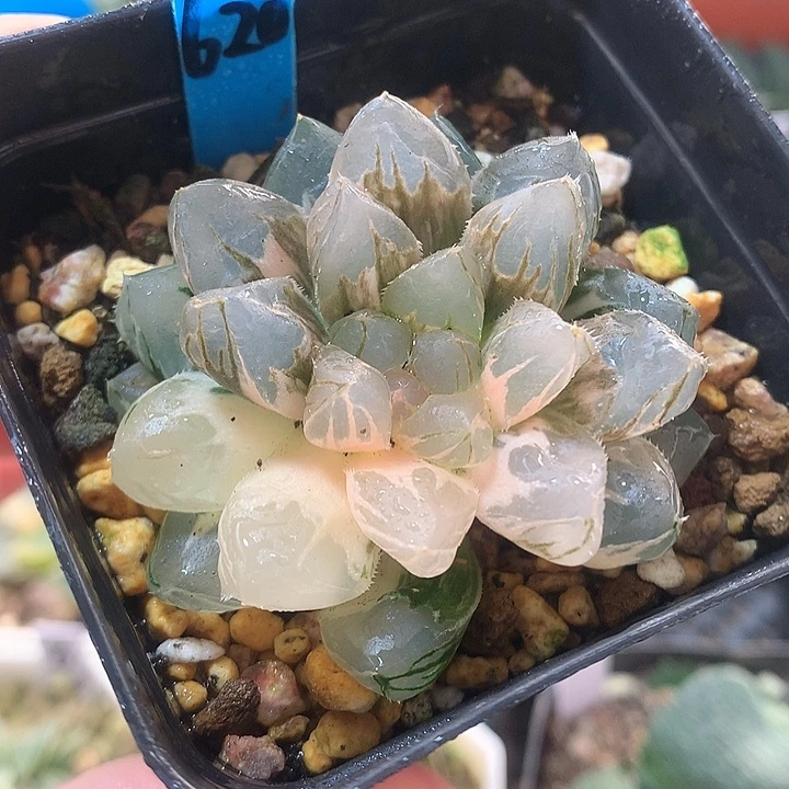 620号龙爪玉露锦一物一拍