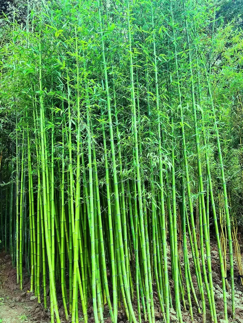 四季青竹 四季常青耐寒耐旱 基地直发