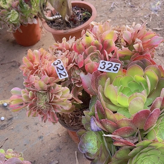 疗***坞多肉植物两个法师