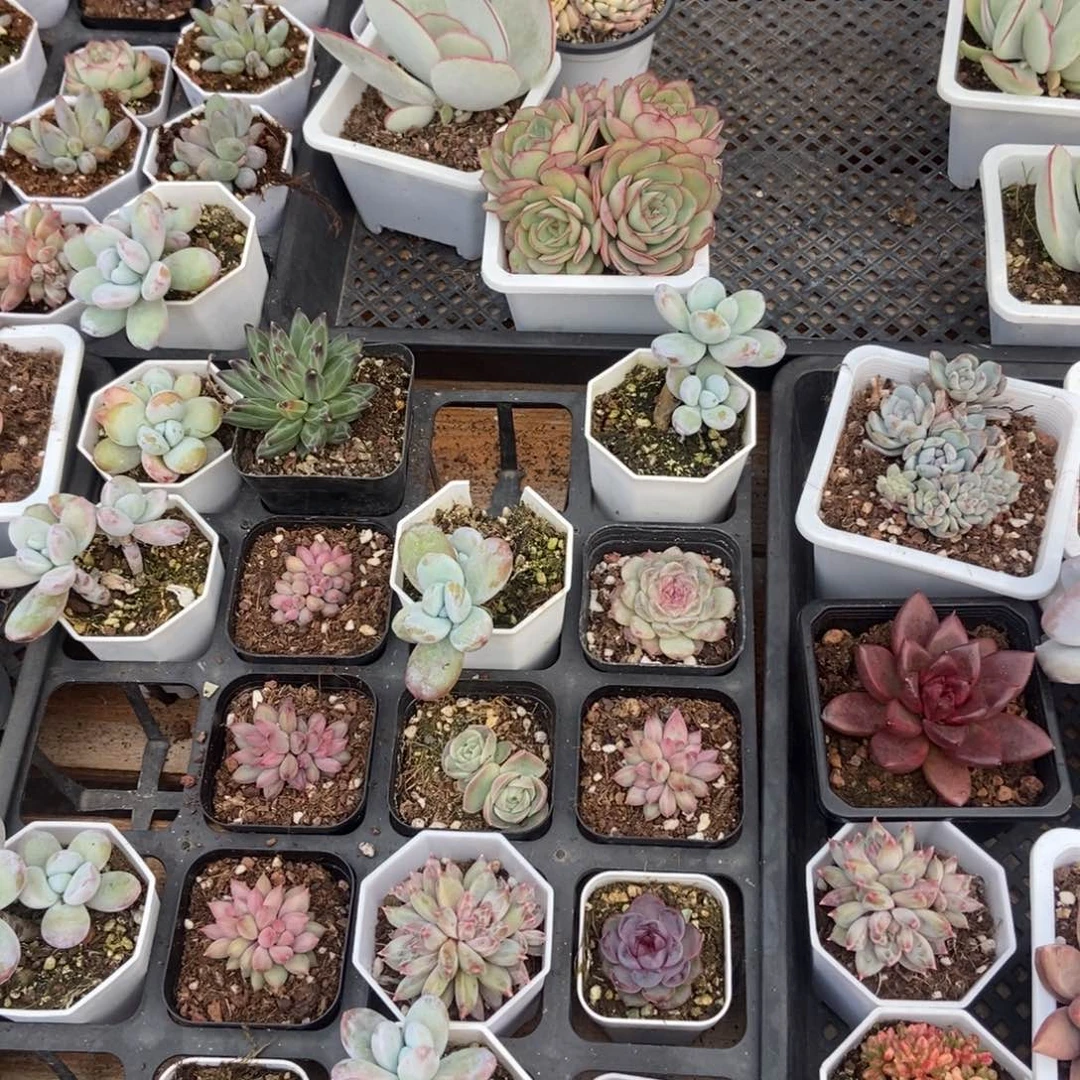 保温箱多肉植物保护