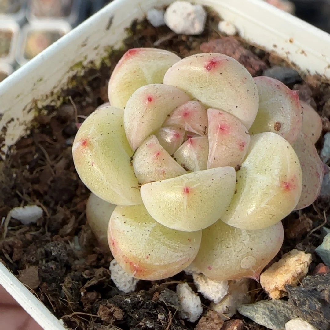 多肉小卡拉米糖心一物一拍