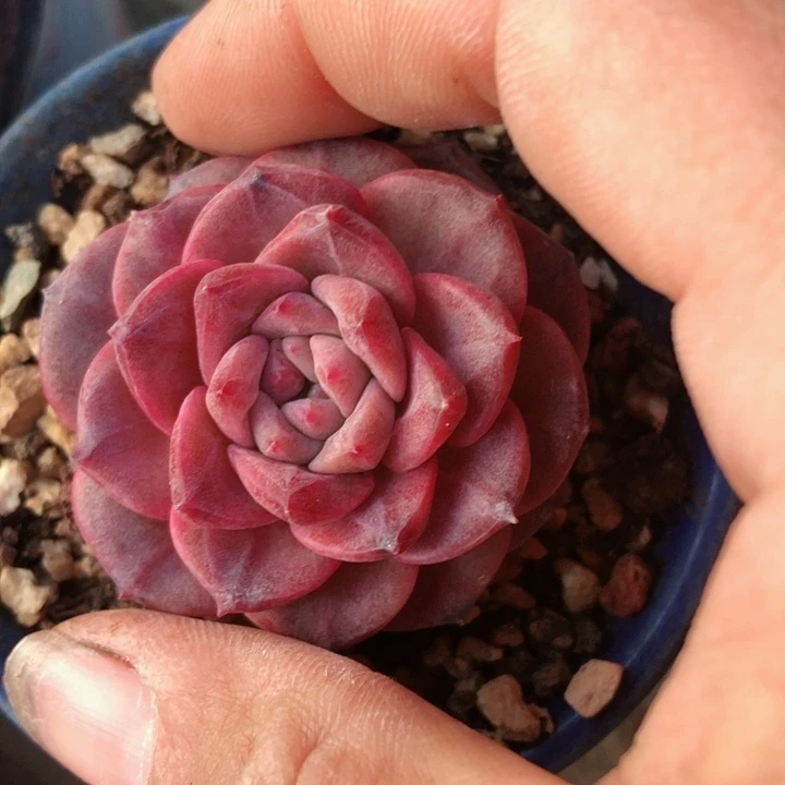 【闪购商品】chf雪芙蓉