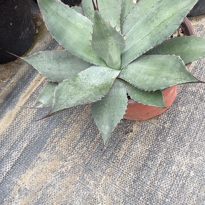 无花朵虚空韦非尔德