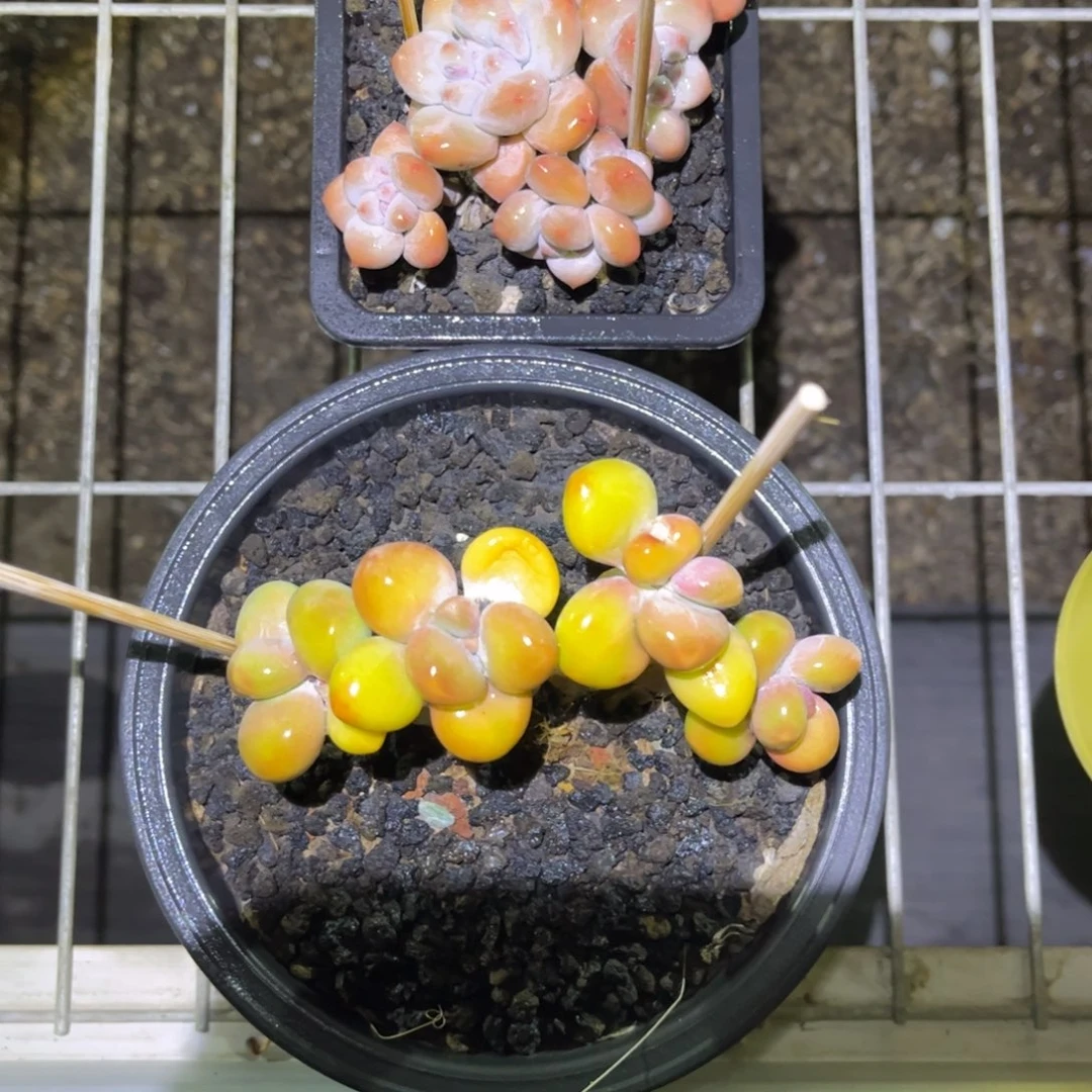 记**地芒果奶加香水