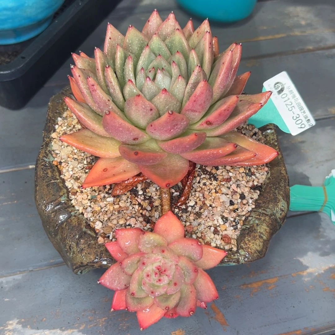 多肉一物一拍0125-309