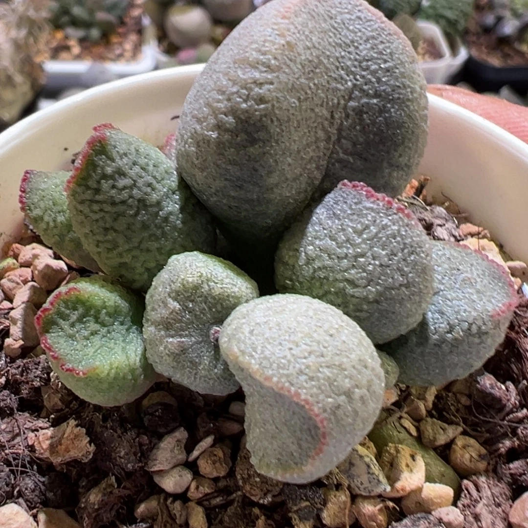 冰晶小桃子新品多肉植物水泡