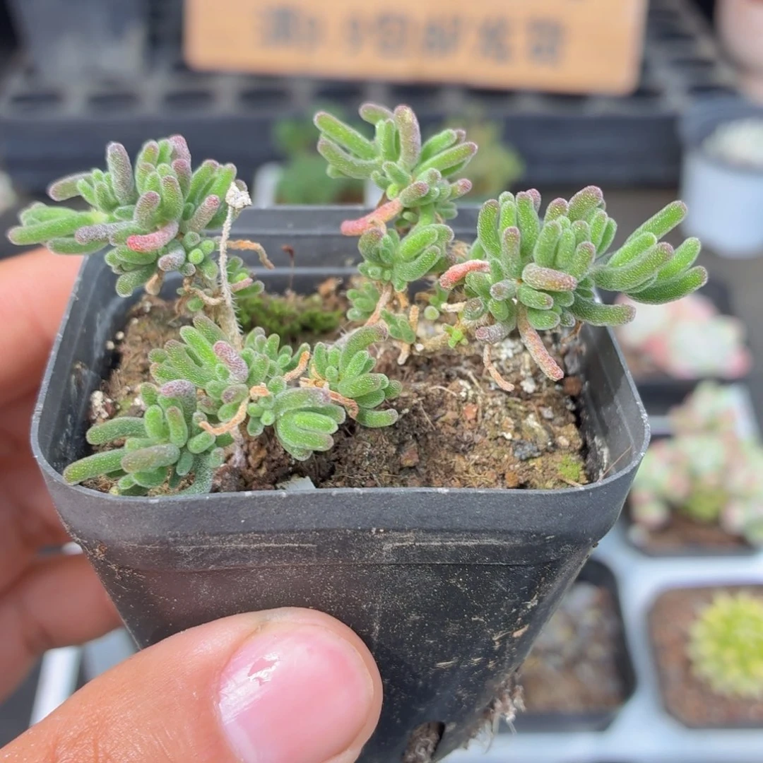 荧光兔子枝干多肉9.9包邮发货