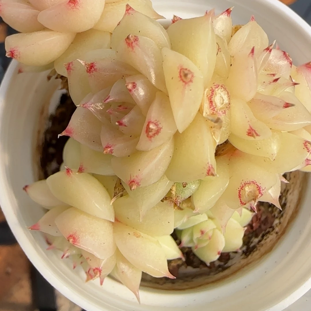 花语逸境0223-220散