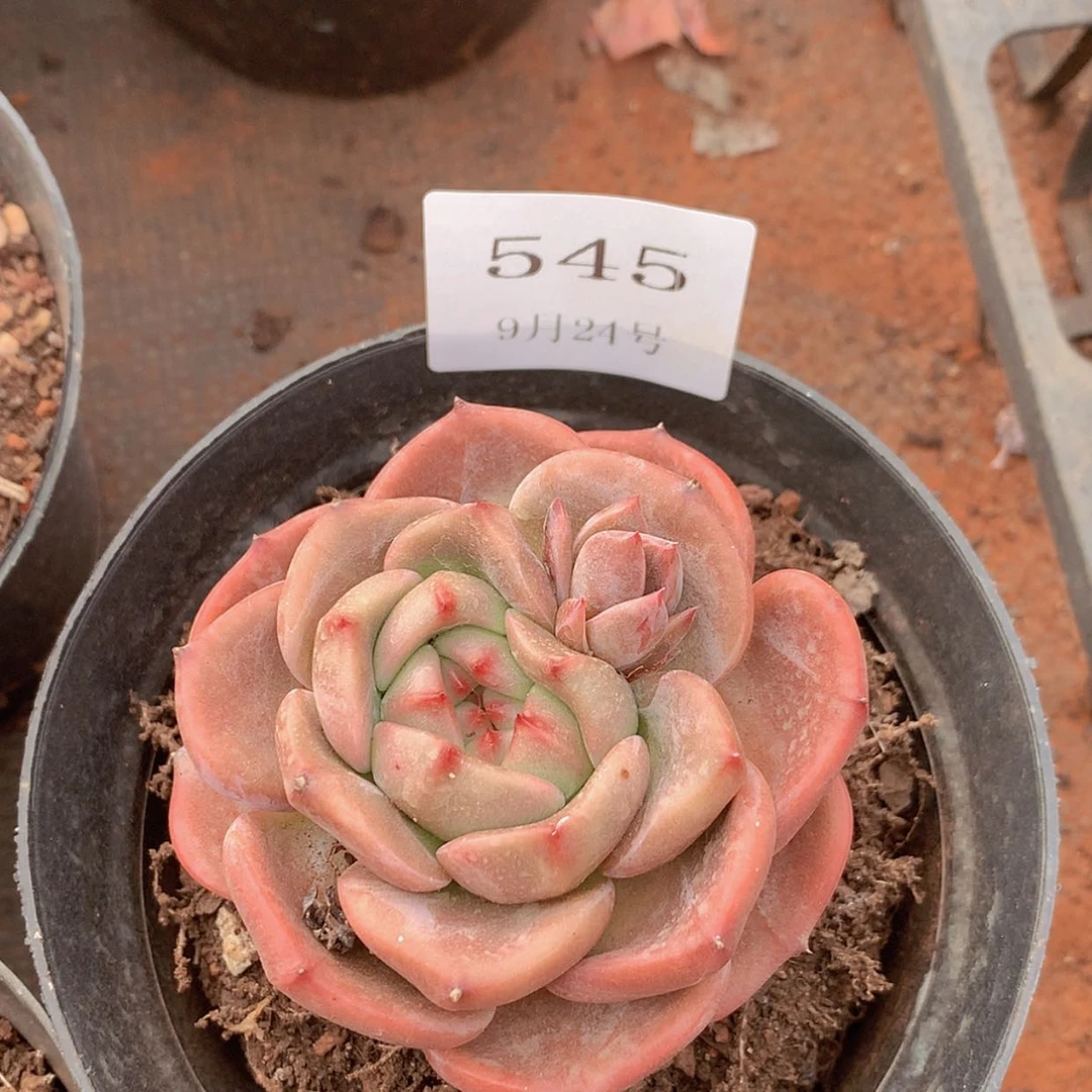 【闪购商品】云545号