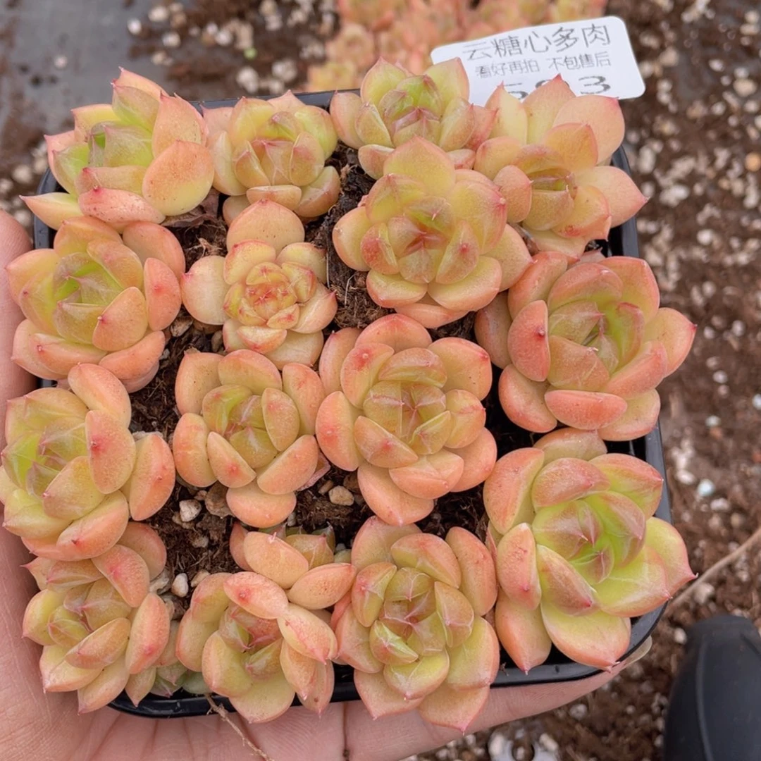 云糖心多肉植物593