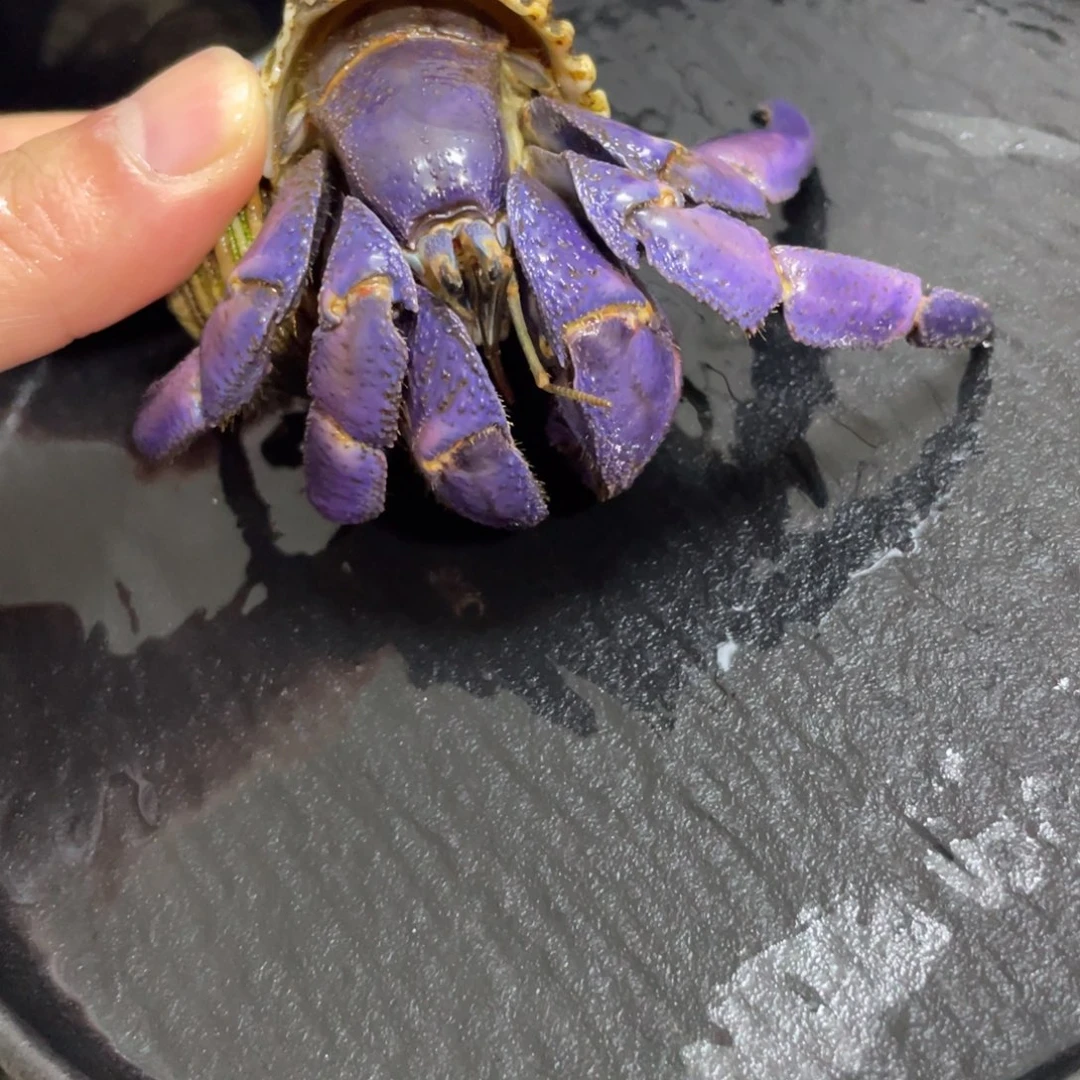 寄居蟹寄居蟹寄居蟹