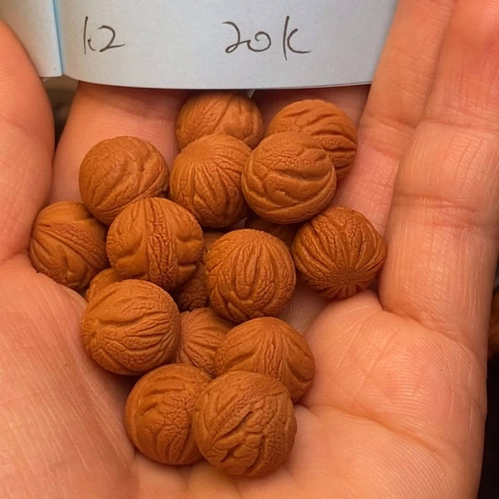 吊坠桃核秦岭龙纹桃核12尺寸