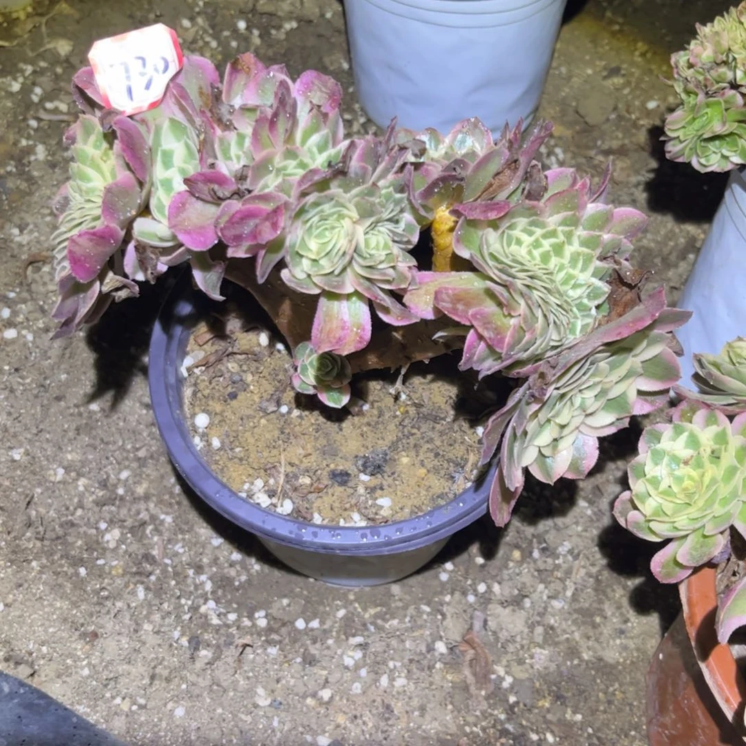 730多肉植物倾城缀化