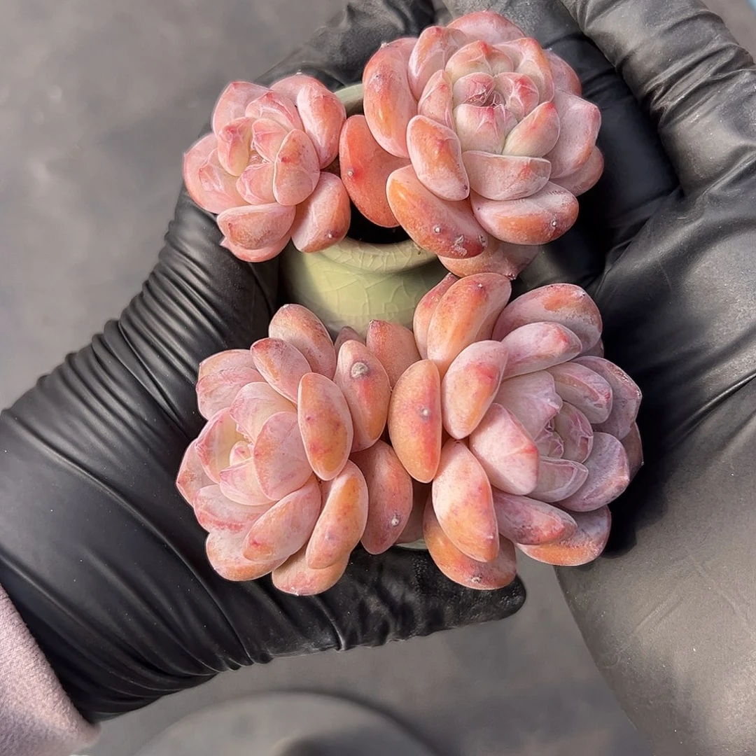 2498俩个双头星影带盆发的