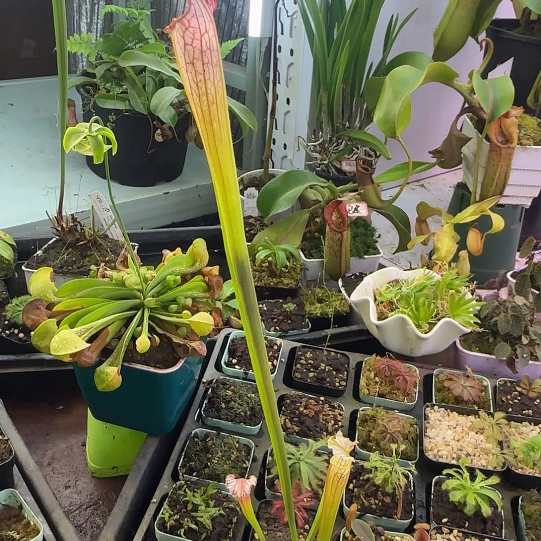 无花朵粉豹瓶子草