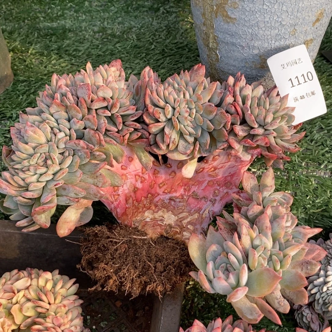 全明星缀化多肉多肉1110