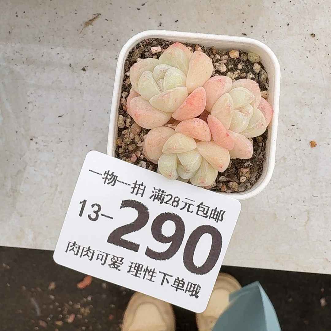冰玉无盆无发货我