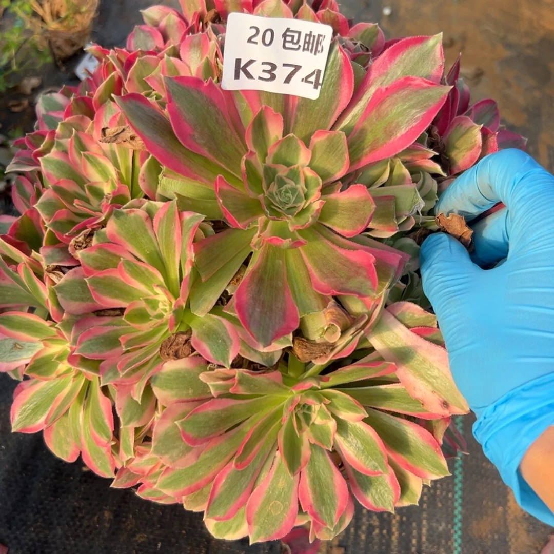 374夜罗刹，满20包邮嘟叮熊